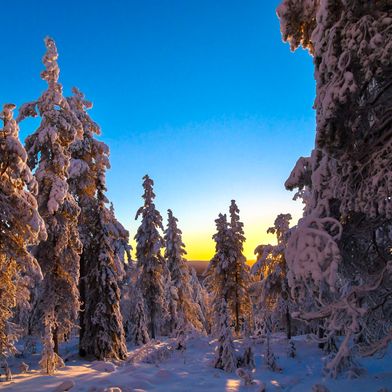 Riisitunturi National Park sneeuwschoenwandelen activiteit